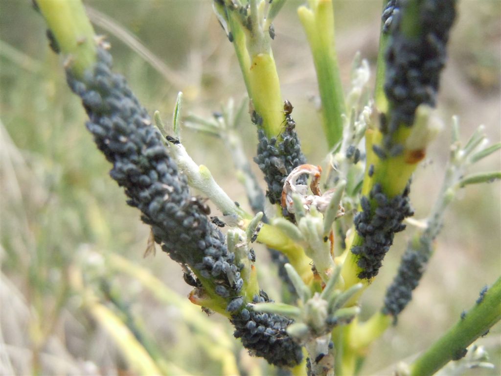 Afidi neri e formiche - Aphis sp. e Tapinoma sp.